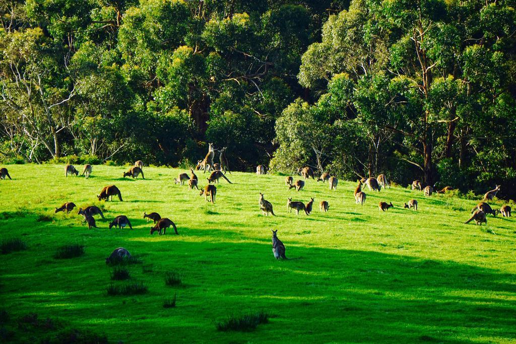 Southern Anchorage Retreat Wattle Hill Bagian luar foto